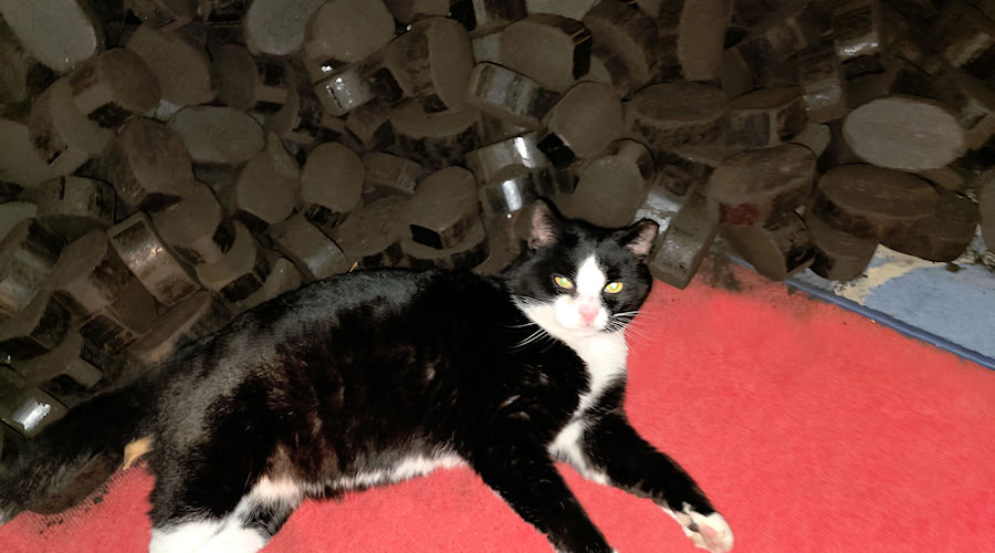 Katze mit Brikoletts